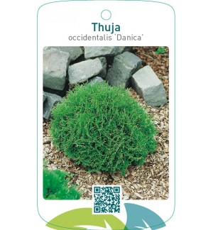 Thuja occidentalis ‘Danica’