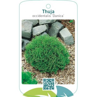 Thuja occidentalis ‘Danica’
