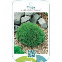 Thuja occidentalis ‘Danica’