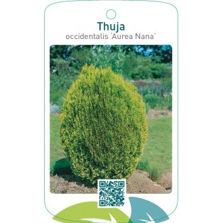 Thuja occidentalis ‘Aurea Nana’