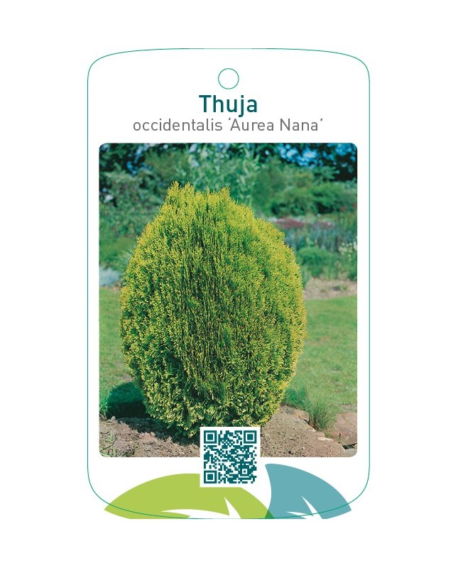 Thuja occidentalis ‘Aurea Nana’