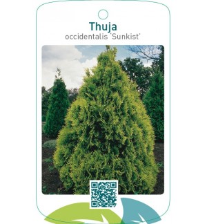 Thuja occidentalis ‘Sunkist’
