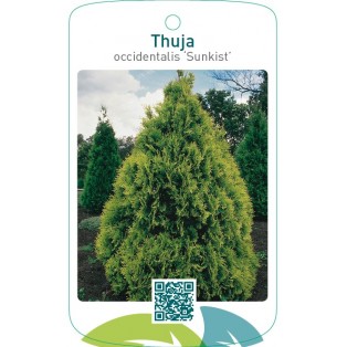 Thuja occidentalis ‘Sunkist’