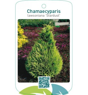 Chamaecyparis lawsoniana ‘Stardust’