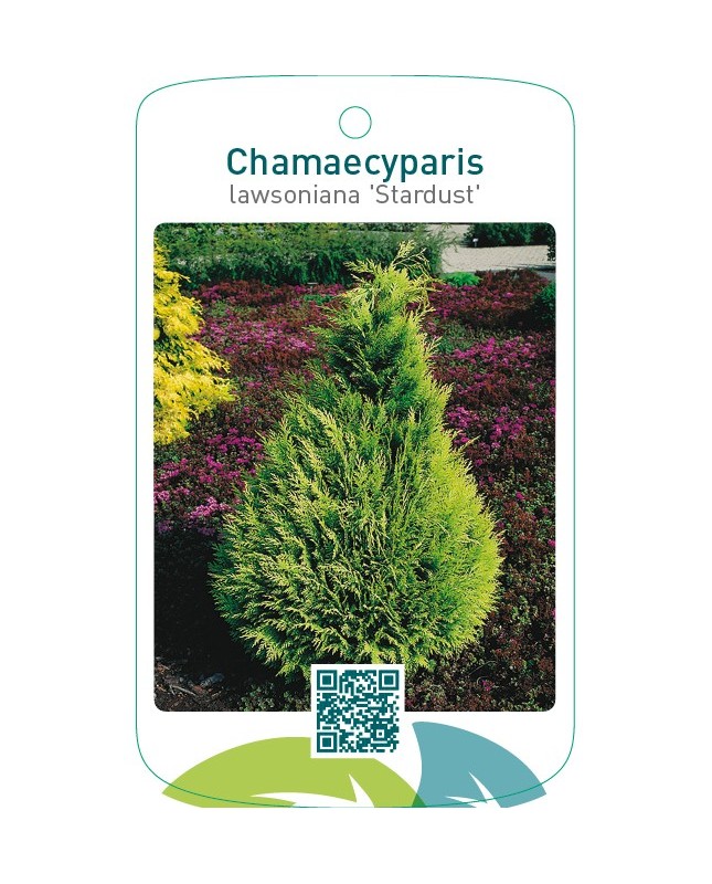 Chamaecyparis lawsoniana ‘Stardust’