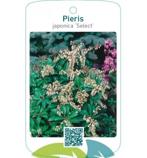 Pieris japonica ‘Select’