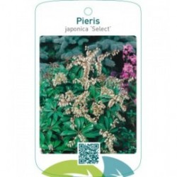 Pieris japonica ‘Select’