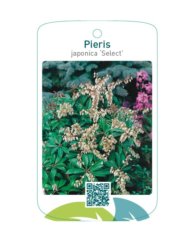 Pieris japonica ‘Select’