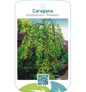 Caragana arborescens ‘Pendula’