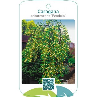 Caragana arborescens ‘Pendula’