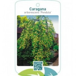 Caragana arborescens ‘Pendula’