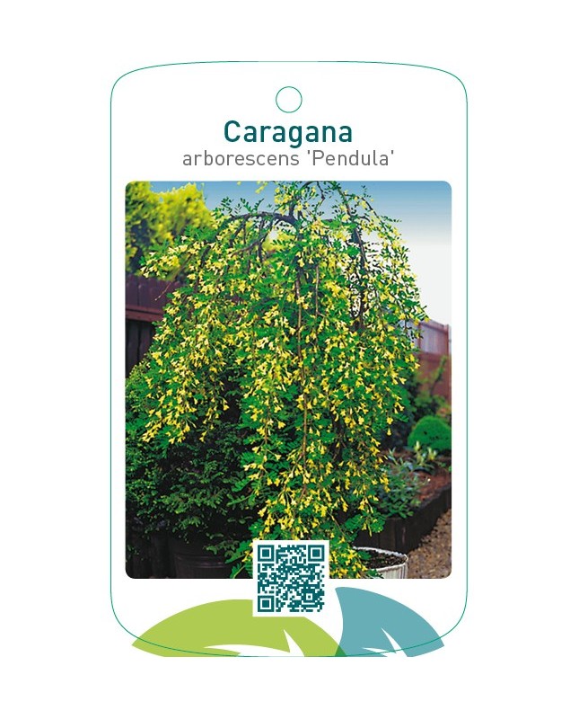 Caragana arborescens ‘Pendula’
