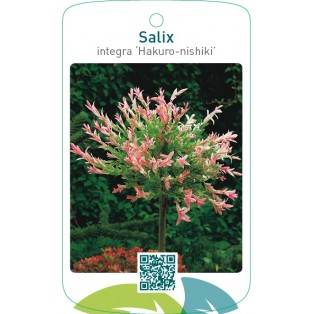 Salix integra ‘Hakuro-nishiki’