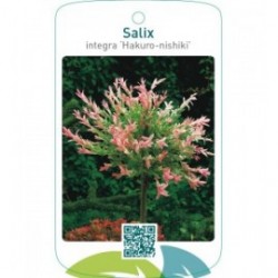 Salix integra ‘Hakuro-nishiki’