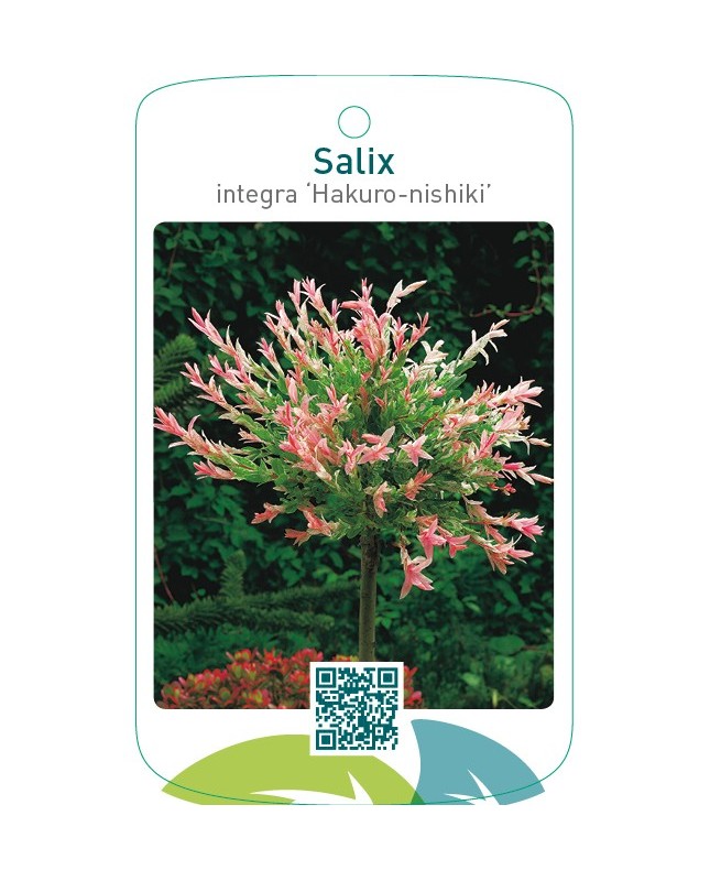 Salix integra ‘Hakuro-nishiki’