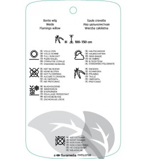 Etichette di Salix integra ‘Hakuro-nishiki’ *