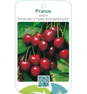 Prunus avium ‘Schneider’s Späte Knorpelkirsche’