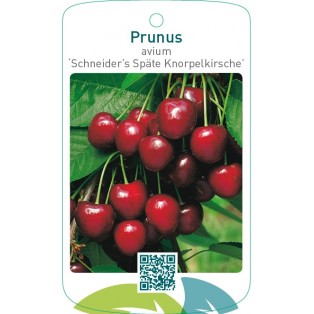 Prunus avium ‘Schneider’s Späte Knorpelkirsche’