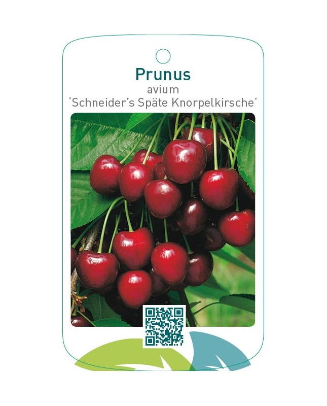 Prunus avium ‘Schneider’s Späte Knorpelkirsche’