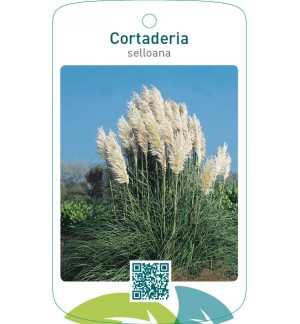 Cortaderia selloana