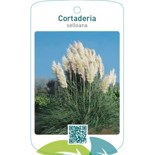 Cortaderia selloana