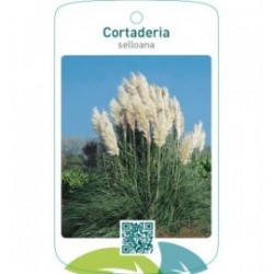 Cortaderia selloana