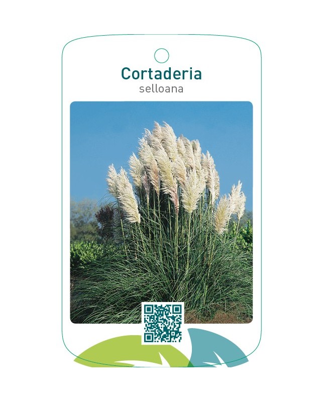 Cortaderia selloana