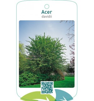 Acer davidii