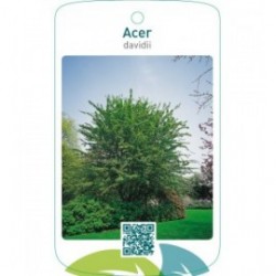 Acer davidii