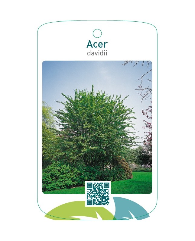 Acer davidii