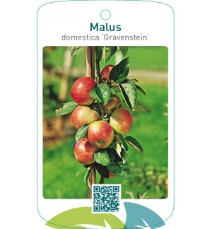 Malus domestica ‘Gravensteiner’
