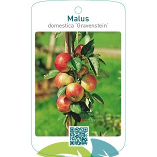 Malus domestica ‘Gravensteiner’