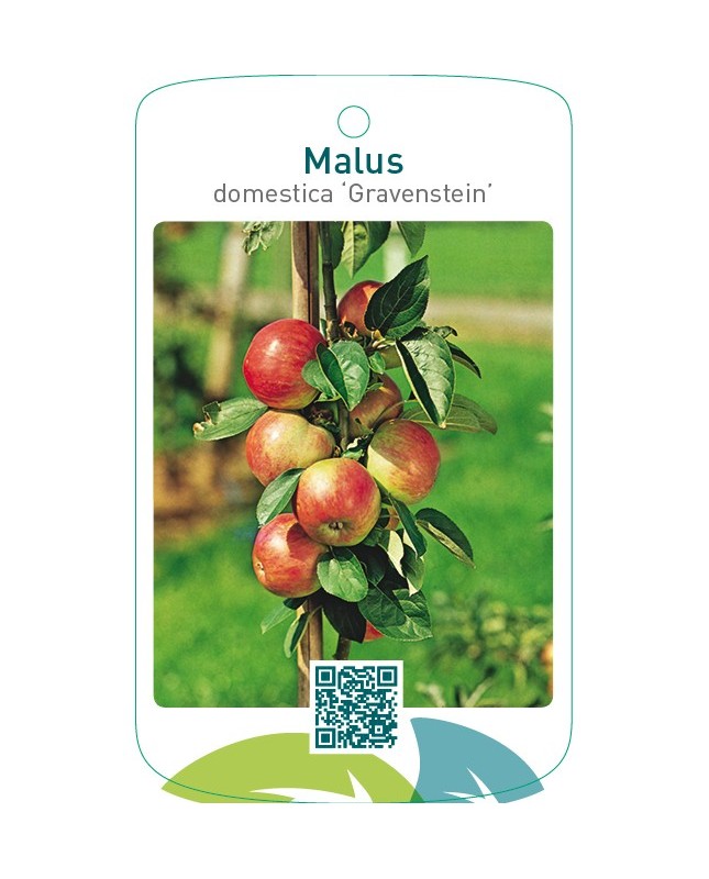 Malus domestica ‘Gravensteiner’