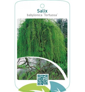 Salix babylonica ‘Tortuosa’