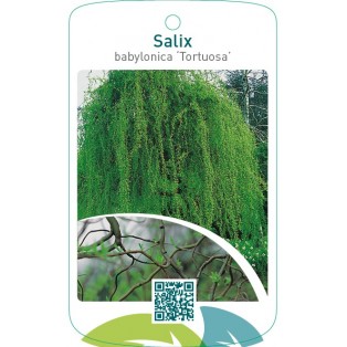 Salix babylonica ‘Tortuosa’