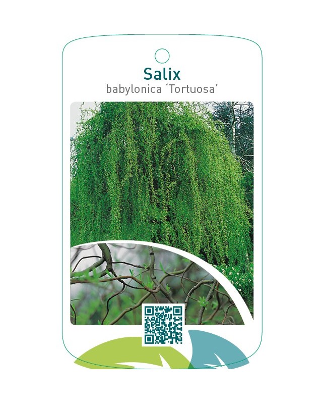 Salix babylonica ‘Tortuosa’