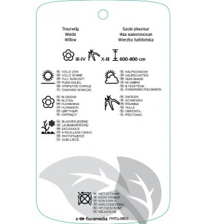 Etichette di Salix babylonica ‘Tortuosa’ *