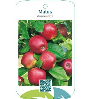 Malus domestica  rood