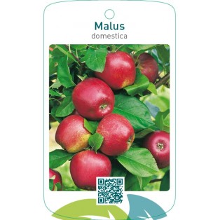 Malus domestica  rood