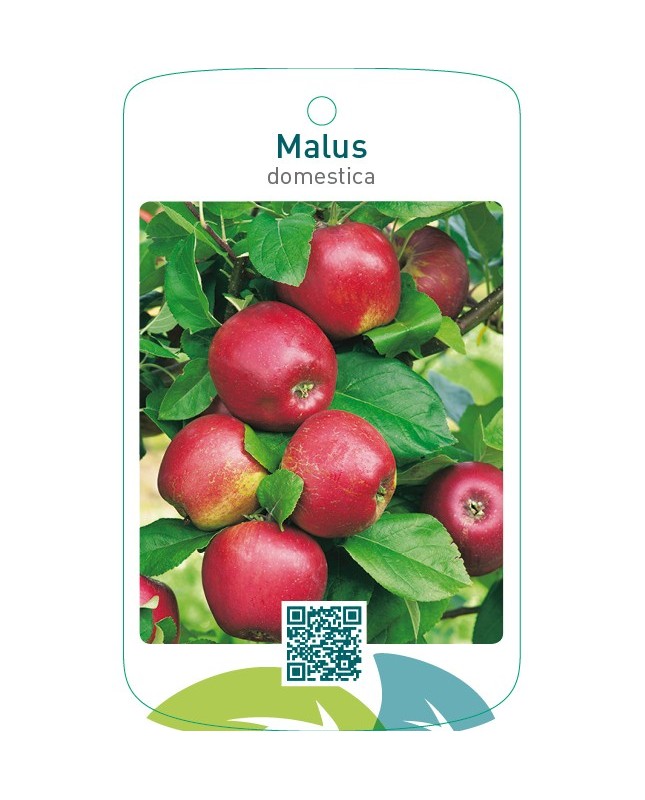 Malus domestica  rood