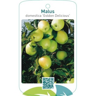 Malus domestica ‘Golden Delicious’
