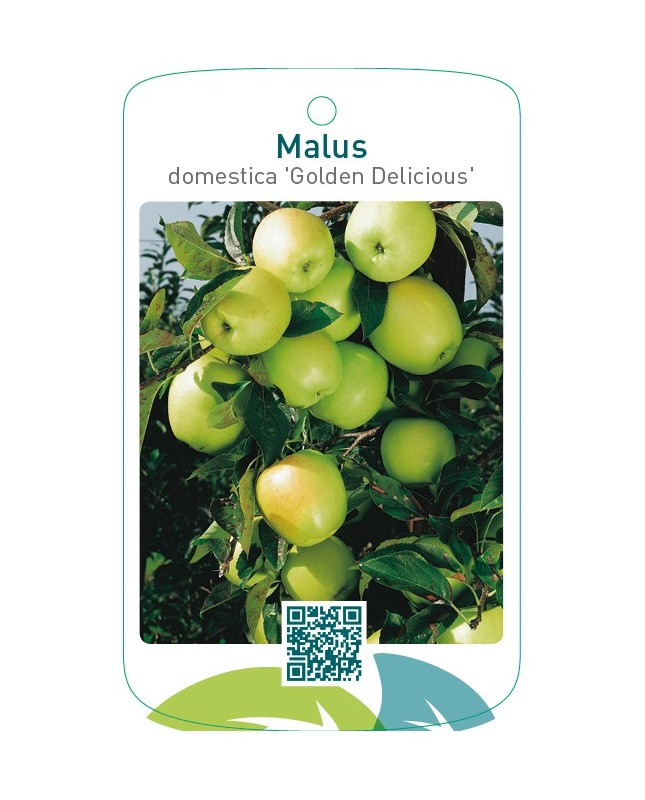 Malus domestica ‘Golden Delicious’