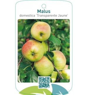 Malus domestica ‘Transparente Jaune’