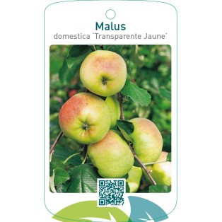 Malus domestica ‘Transparente Jaune’
