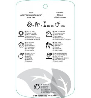 Etichette di Malus domestica ‘Transparente Jaune’ *