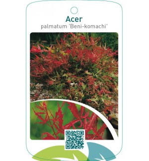 Acer palmatum ‘Beni-komachi’