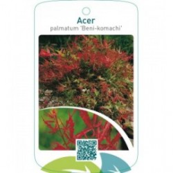 Acer palmatum ‘Beni-komachi’