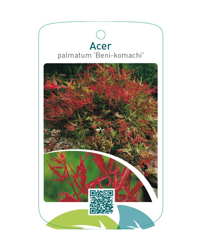 Acer palmatum ‘Beni-komachi’