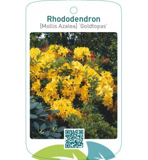 Rhododendron [Mollis Azalea] ‘Goldtopas’