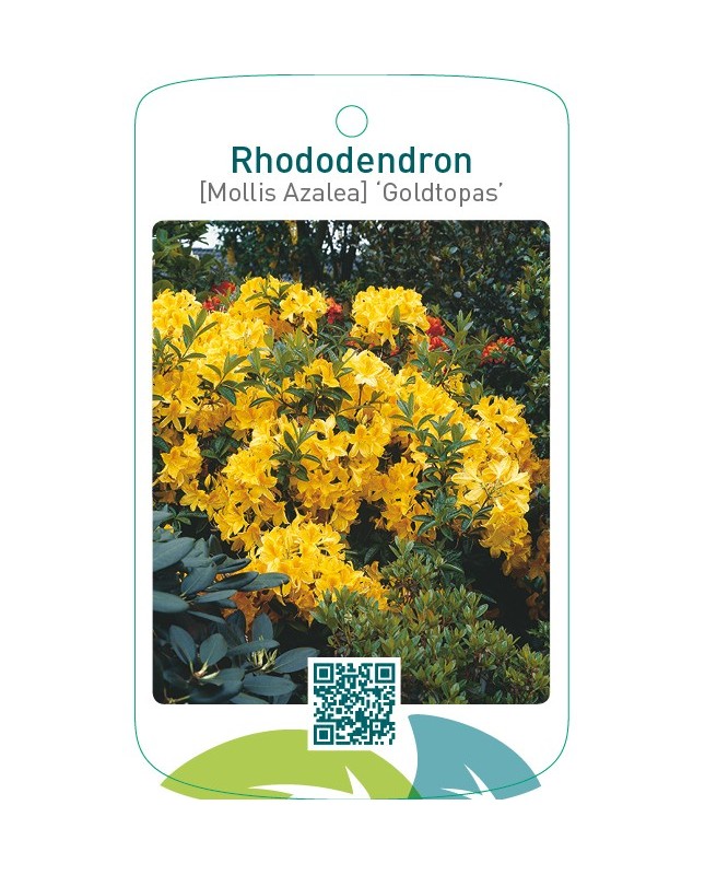 Rhododendron [Mollis Azalea] ‘Goldtopas’